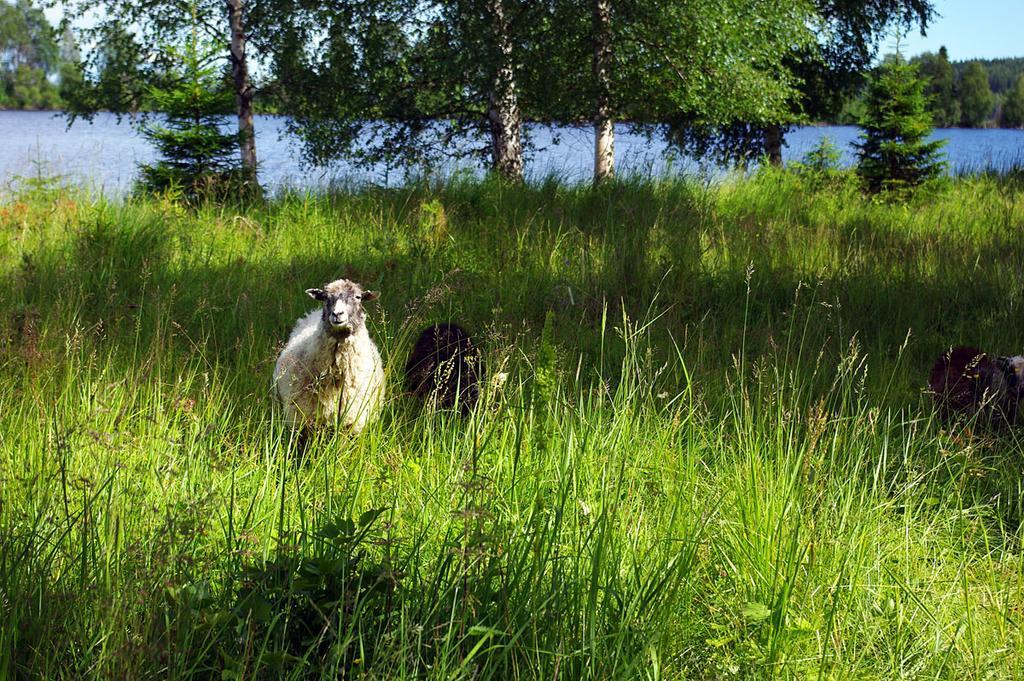 Hotel Lits Camping, Stugby Och Kanot Exterior foto